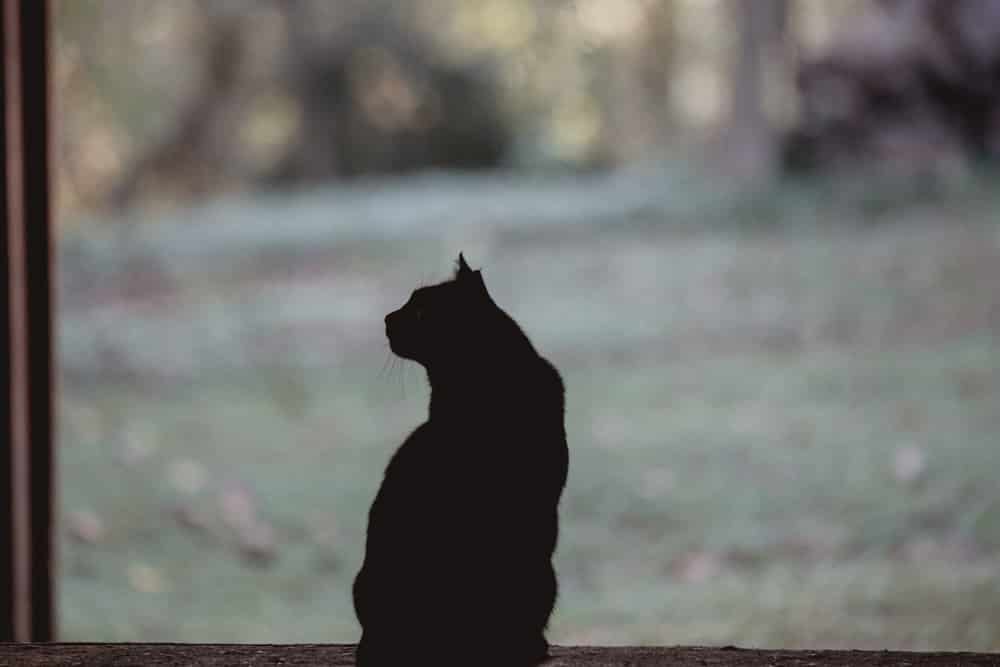 cats silhouette kathy duffy farm milton georgia