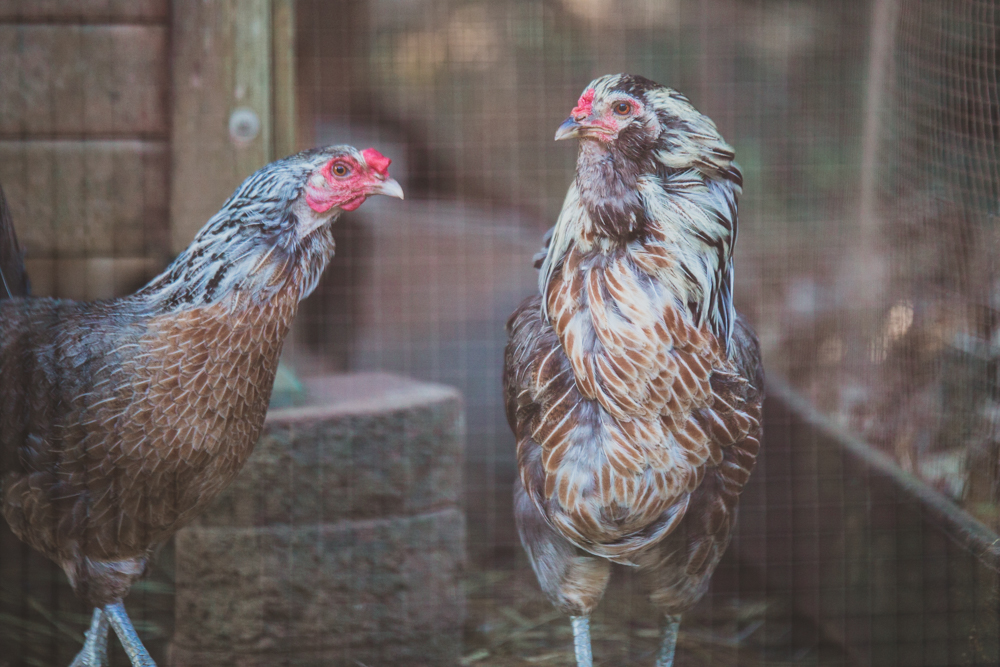 kathy duffy chickens farm milton georgia