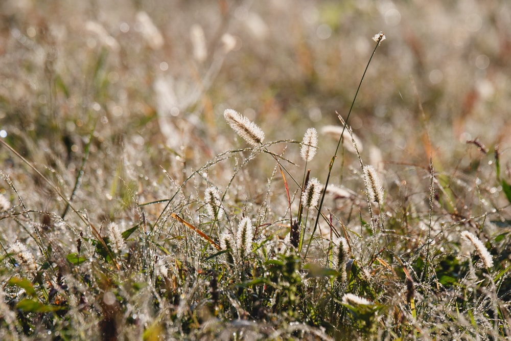 glistening weeds in the morning dew