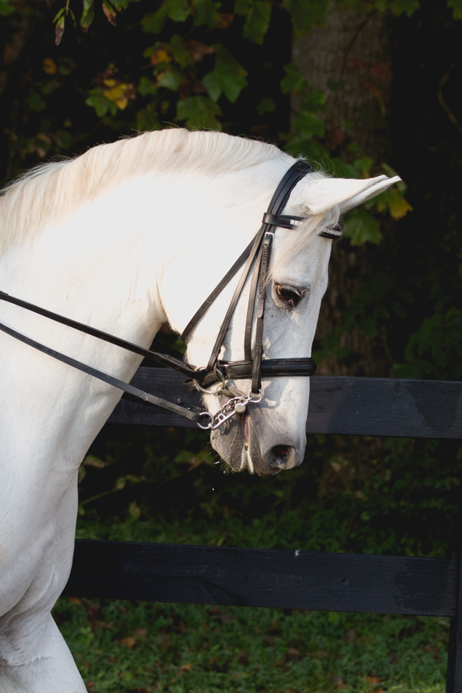 Charming Dressage Kathy Duffy